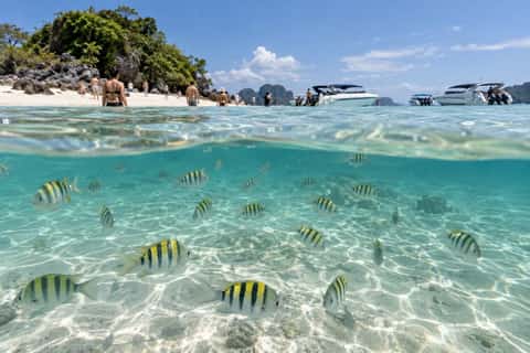 Fish shallows, Khai Islands