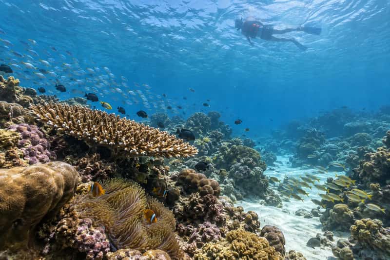 Raya & Coral Island Snorkeling Tour by Speedboat 2