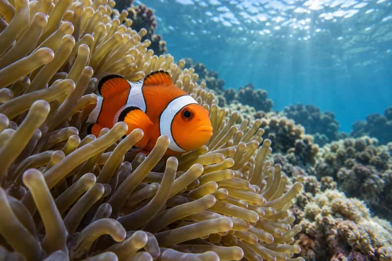 Raya & Coral Island Snorkeling Tour by Speedboat 5